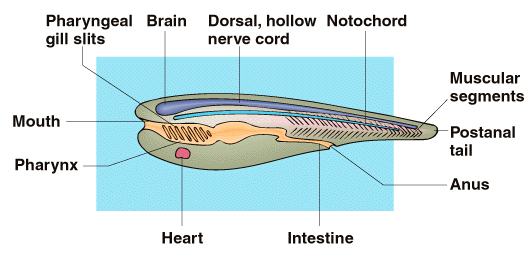 dorsal tubular nerve cord