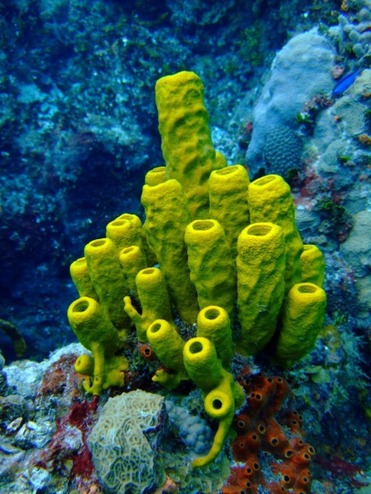 Sponges-Porifera body structur how do cnidarians move