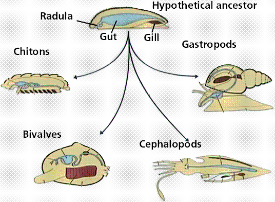 Molluska - Characteristic of Animals